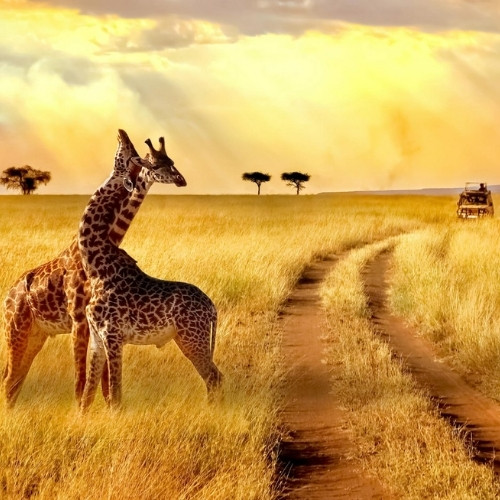 Afrika Turları