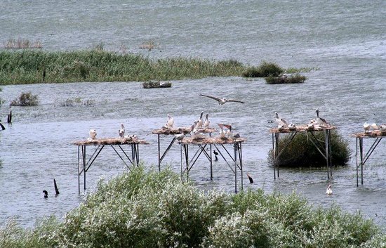 BALIKESİR MANYAS AVŞA ADASI TURU 2 GÜNLÜK