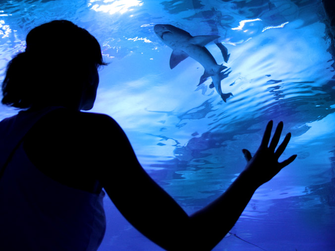 AQUARIUM AKVARYUM TURU