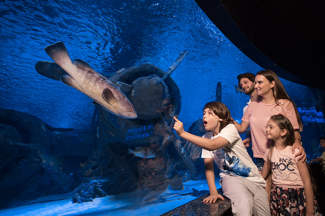 AQUARIUM AKVARYUM TURU
