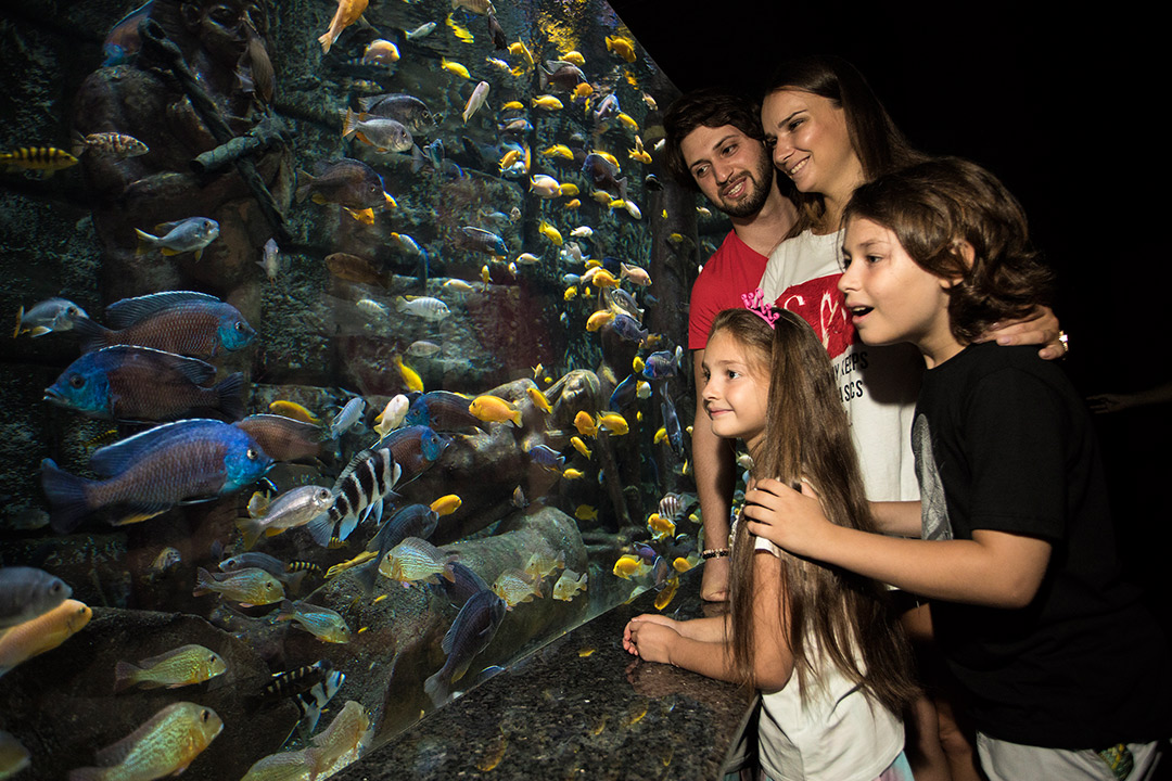 AQUARIUM AKVARYUM TURU