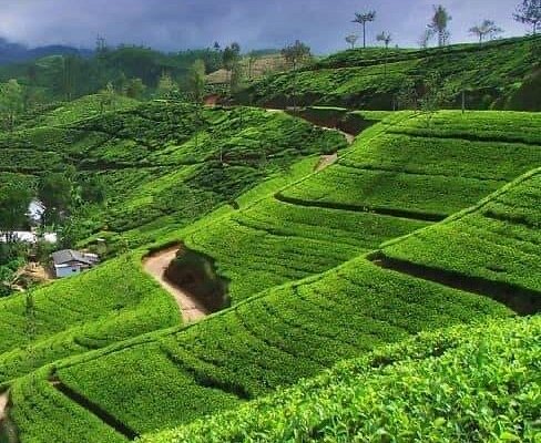 SRİ LANKA TURU